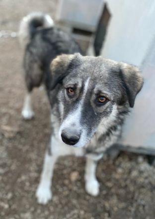 Kaisa, geb. ca. 02/2021, lebt in GRIECHENLAND, im städt. Tierheim Serres