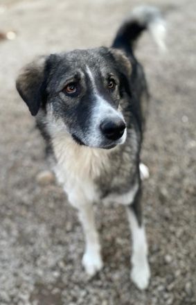 Kaisa, geb. ca. 02/2021, lebt in GRIECHENLAND, im städt. Tierheim Serres