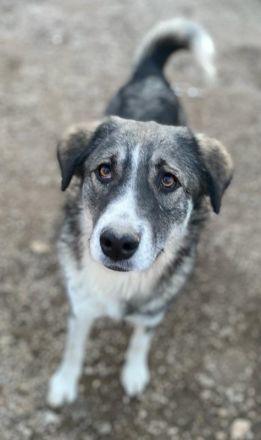 Kaisa, geb. ca. 02/2021, lebt in GRIECHENLAND, im städt. Tierheim Serres