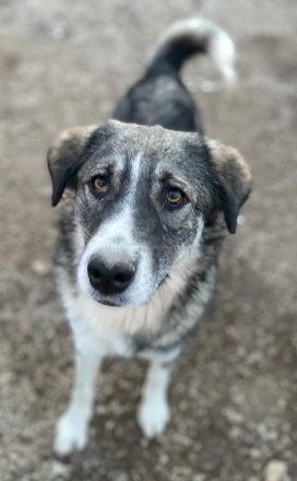 Kaisa, geb. ca. 02/2021, lebt in GRIECHENLAND, im städt. Tierheim Serres