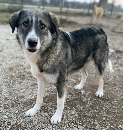 Kaisa, geb. ca. 02/2021, lebt in GRIECHENLAND, im städt. Tierheim Serres