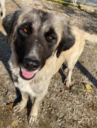 Harper, geb. ca. 12/2018, lebt in GRIECHENLAND, im städt. Tierheim Serres