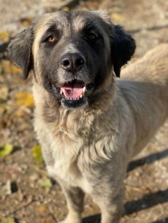 Harper, geb. ca. 12/2018, lebt in GRIECHENLAND, im städt. Tierheim Serres