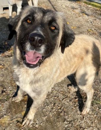 Harper, geb. ca. 12/2018, lebt in GRIECHENLAND, im städt. Tierheim Serres