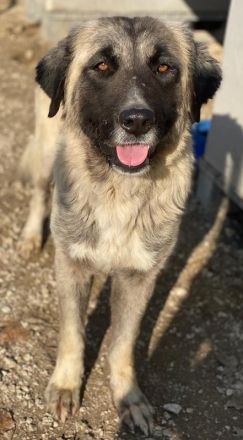 Harper, geb. ca. 12/2018, lebt in GRIECHENLAND, im städt. Tierheim Serres