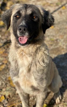 Harper, geb. ca. 12/2018, lebt in GRIECHENLAND, im städt. Tierheim Serres