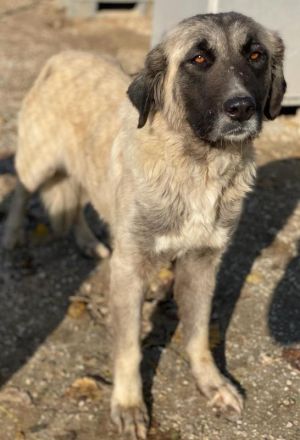 Harper, geb. ca. 12/2018, lebt in GRIECHENLAND, im städt. Tierheim Serres