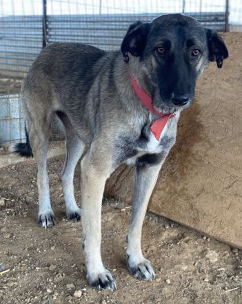 Freschta, geb. ca. 04/2018, lebt in GRIECHENLAND, auf einem Gelände, auf dem die Hunde notdürftig ve