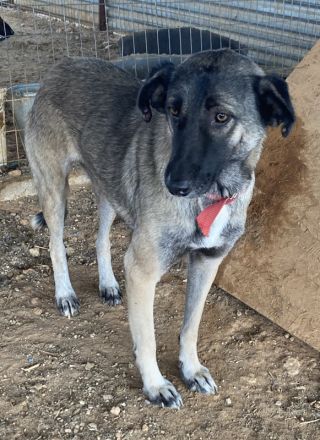 Freschta, geb. ca. 04/2018, lebt in GRIECHENLAND, auf einem Gelände, auf dem die Hunde notdürftig ve