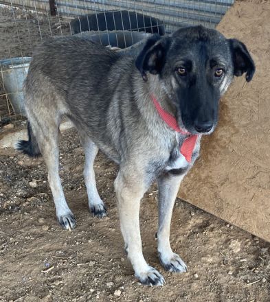 Freschta, geb. ca. 04/2018, lebt in GRIECHENLAND, auf einem Gelände, auf dem die Hunde notdürftig ve