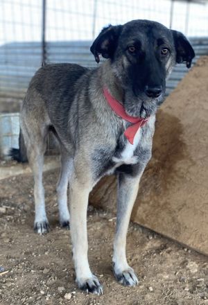 Freschta, geb. ca. 04/2018, lebt in GRIECHENLAND, auf einem Gelände, auf dem die Hunde notdürftig ve