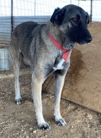 Freschta, geb. ca. 04/2018, lebt in GRIECHENLAND, auf einem Gelände, auf dem die Hunde notdürftig ve