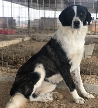 Ferrara, geb. ca. 04/2020, lebt in GRIECHENLAND, auf einem Gelände, auf dem die Hunde notdürftig ver