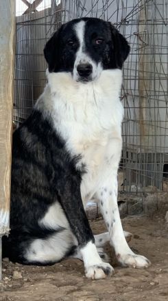 Ferrara, geb. ca. 04/2020, lebt in GRIECHENLAND, auf einem Gelände, auf dem die Hunde notdürftig ver