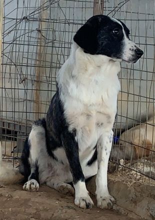 Ferrara, geb. ca. 04/2020, lebt in GRIECHENLAND, auf einem Gelände, auf dem die Hunde notdürftig ver