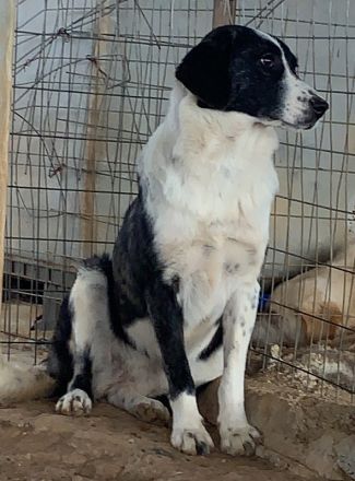 Ferrara, geb. ca. 04/2020, lebt in GRIECHENLAND, auf einem Gelände, auf dem die Hunde notdürftig ver