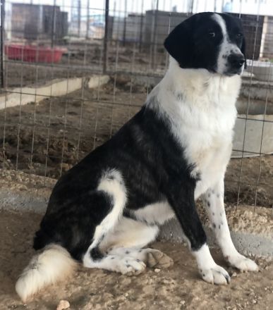 Ferrara, geb. ca. 04/2020, lebt in GRIECHENLAND, auf einem Gelände, auf dem die Hunde notdürftig ver