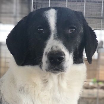 Ferrara, geb. ca. 04/2020, lebt in GRIECHENLAND, auf einem Gelände, auf dem die Hunde notdürftig ver