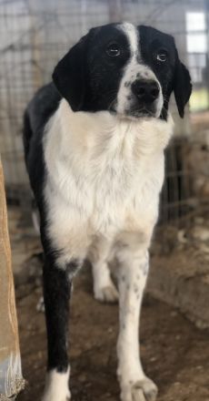 Ferrara, geb. ca. 04/2020, lebt in GRIECHENLAND, auf einem Gelände, auf dem die Hunde notdürftig ver