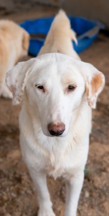 Esperanza, geb. ca. 03/2020, lebt in GRIECHENLAND, auf einem Gelände, auf dem die Hunde notdürftig