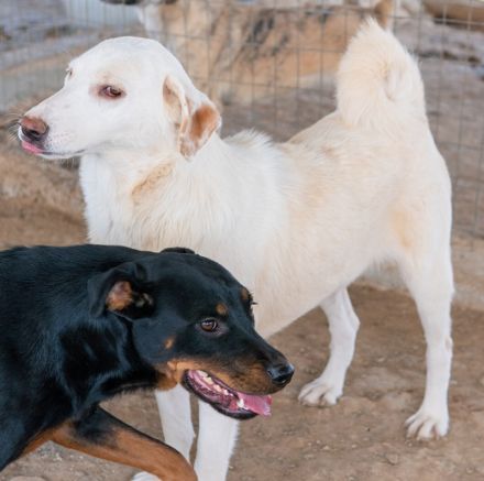 Esperanza, geb. ca. 03/2020, lebt in GRIECHENLAND, auf einem Gelände, auf dem die Hunde notdürftig