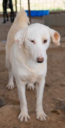 Esperanza, geb. ca. 03/2020, lebt in GRIECHENLAND, auf einem Gelände, auf dem die Hunde notdürftig