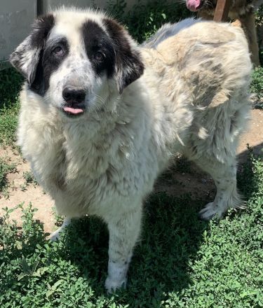 Conchita, geb. ca. 01/2014, lebt in GRIECHENLAND, im städt. Tierheim Serres