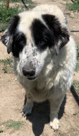 Conchita, geb. ca. 01/2014, lebt in GRIECHENLAND, im städt. Tierheim Serres