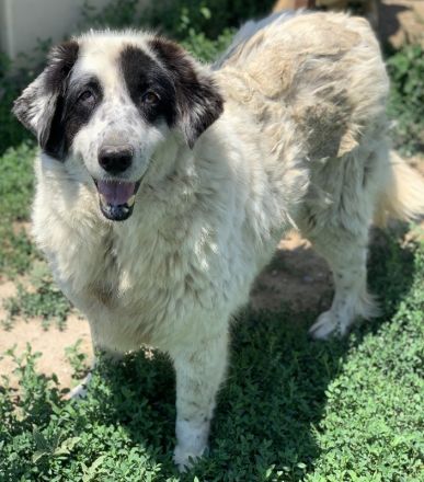 Conchita, geb. ca. 01/2014, lebt in GRIECHENLAND, im städt. Tierheim Serres