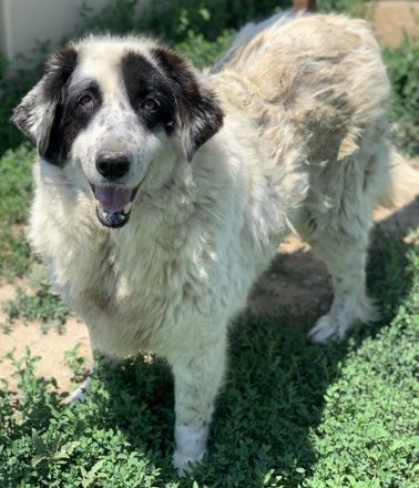 Conchita, geb. ca. 01/2014, lebt in GRIECHENLAND, im städt. Tierheim Serres