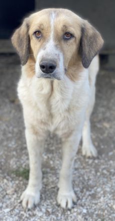 Clementini, geb. ca. 03/2019, lebt in GRIECHENLAND, im städt. Tierheim Serres