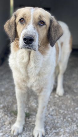 Clementini, geb. ca. 03/2019, lebt in GRIECHENLAND, im städt. Tierheim Serres