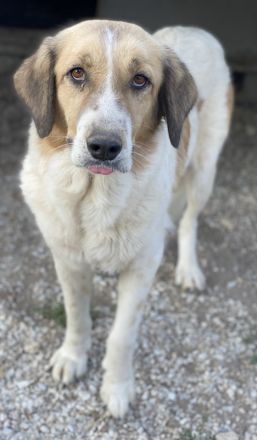 Clementini, geb. ca. 03/2019, lebt in GRIECHENLAND, im städt. Tierheim Serres