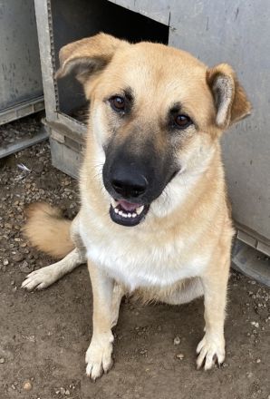 Caipirinha, geb. ca. 04/2019, lebt in GRIECHENLAND, im städt. Tierheim Serres