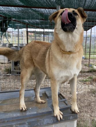 Caipirinha, geb. ca. 04/2019, lebt in GRIECHENLAND, im städt. Tierheim Serres