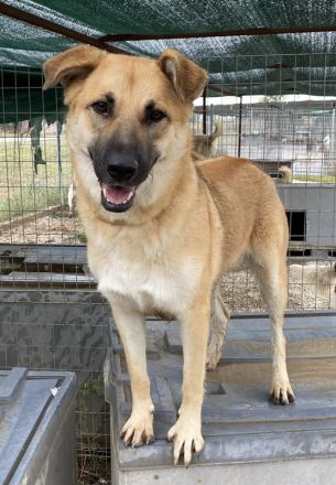 Caipirinha, geb. ca. 04/2019, lebt in GRIECHENLAND, im städt. Tierheim Serres