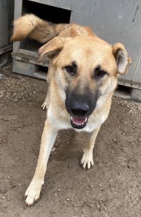 Caipirinha, geb. ca. 04/2019, lebt in GRIECHENLAND, im städt. Tierheim Serres