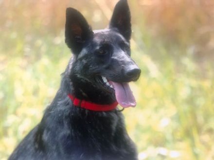 Fra‘ Domi Draumana