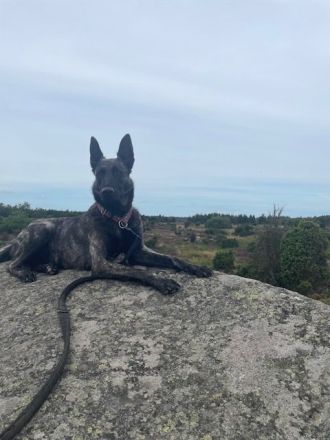 Fra‘ Domi Draumana