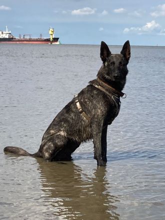 Fra‘ Domi Draumana