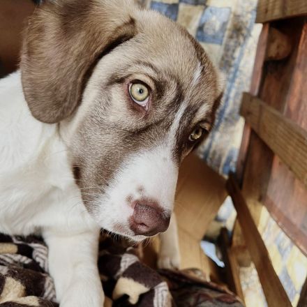 JUNGHÜNDIN HAZEL, noch in Griechenland