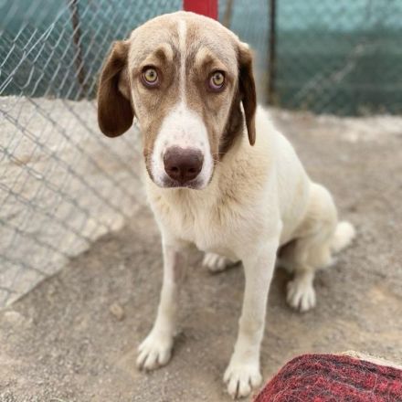 JUNGHÜNDIN HAZEL, noch in Griechenland