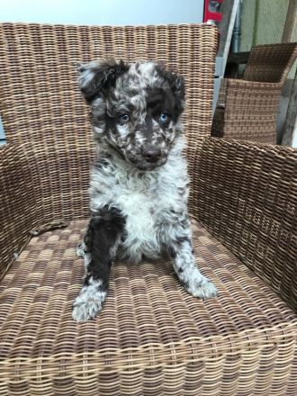 Reinrassige Mudi Welpen