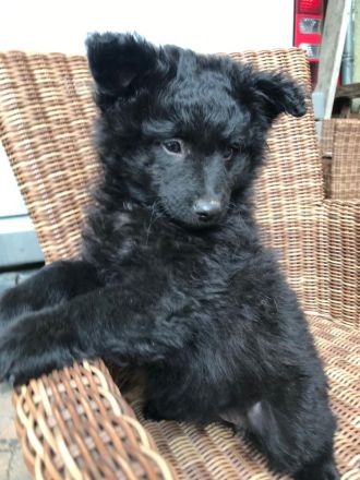 Reinrassige Mudi Welpen