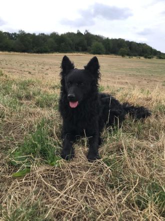 Reinrassige Mudi Welpen