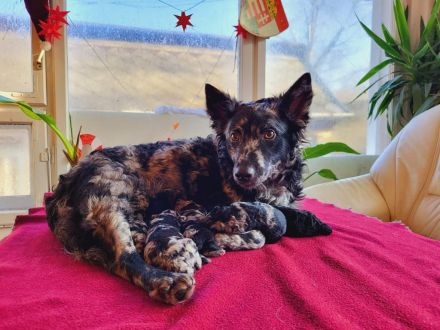 Reinrassige Mudi Welpen