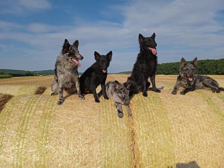 Reinrassige Mudi Welpen