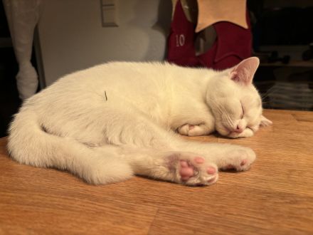 BKH Kitten in blau und in weiß