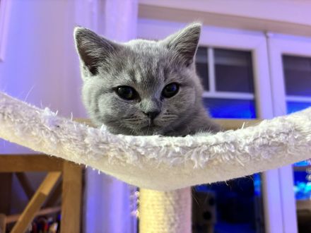 BKH Kitten in blau und in weiß