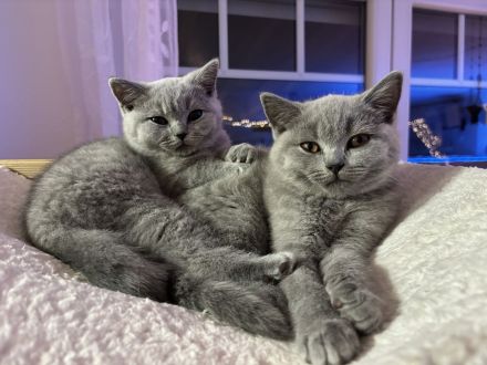 BKH Kitten in blau und in weiß